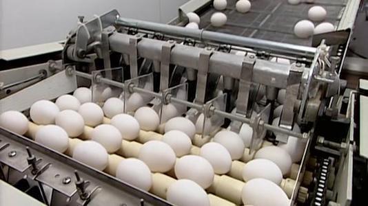 超市的鸡蛋不是母鸡下的实拍工厂生产鸡蛋过程看完明白了